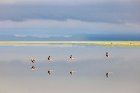 Category Top 100, WildArt POTY, 2023, Space