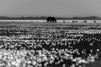Category Top 100, WildArt POTY, 2023, Space