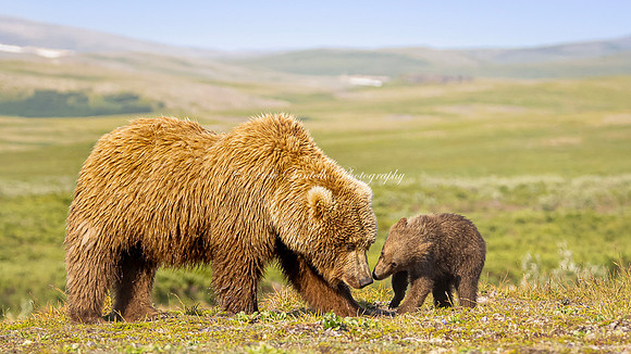 2025, Cover Photo, Photography: Landscape, Nature & Wildlife, FB