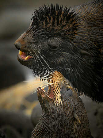 Northern fur seal, males, Pribiloff Islands, Alaska