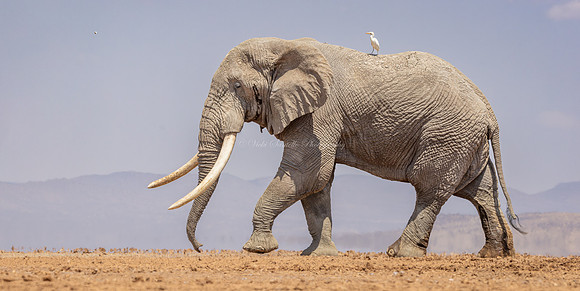 Along for the Ride