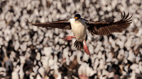 Birds excluding Penguins
