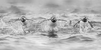 2025, MUSE, Platinum Winner, B&W Category, Wildlife