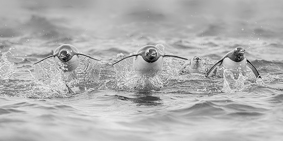 2025, MUSE, Platinum Winner, B&W Category, Wildlife