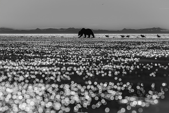 2025, MUSE, Platinum Winner, B&W Category, Wildlife