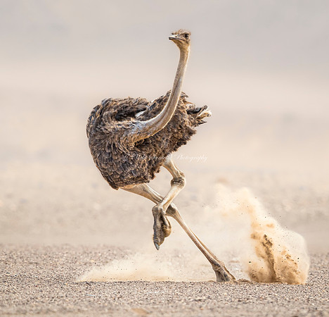 Top 100 Overall, North American Nature Photography, 2023