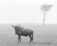 Safari Animals ex Big Cats