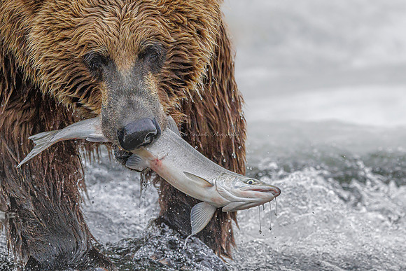 The Catch